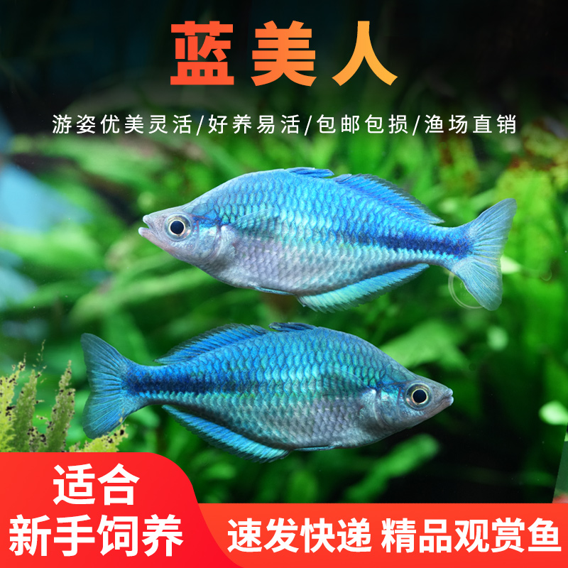 蓝美人鱼高端稀有热带观赏
