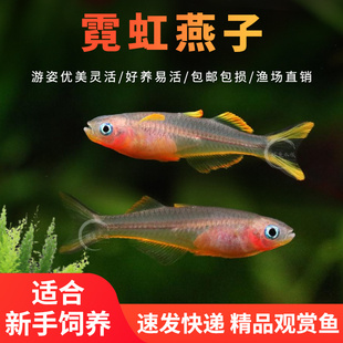 霓虹燕子鱼小型鱼热带鱼观赏鱼淡水鱼缸活体宠物鱼灯科鱼混养小鱼