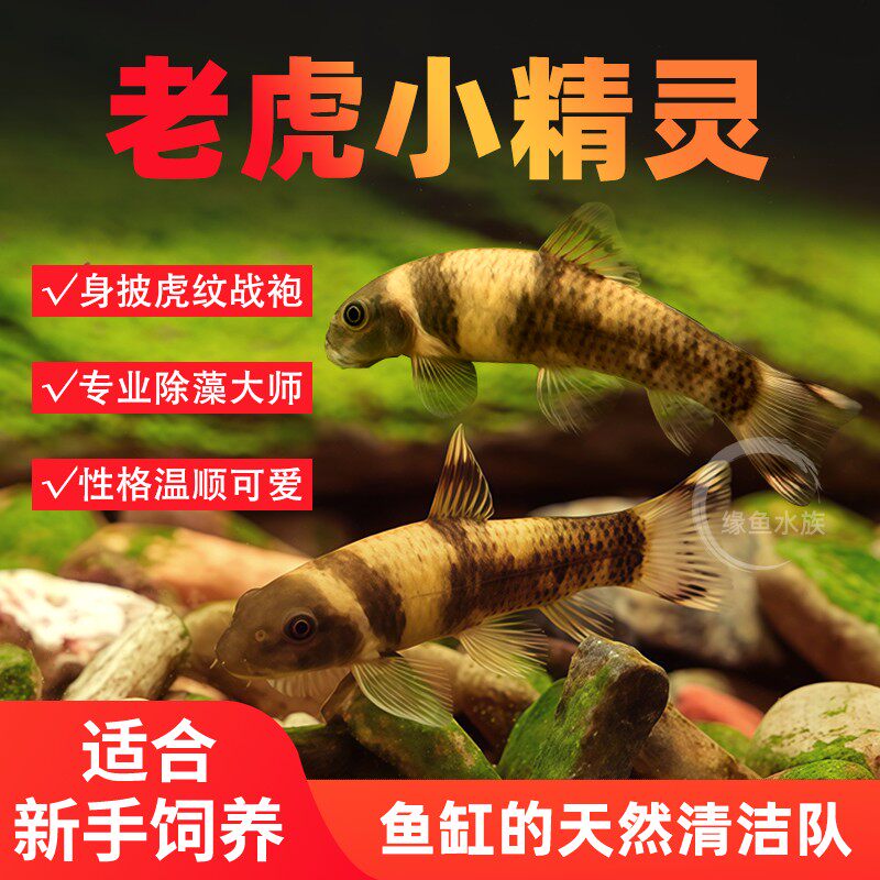 虎纹小精灵鱼活体鱼熊猫虎纹图片