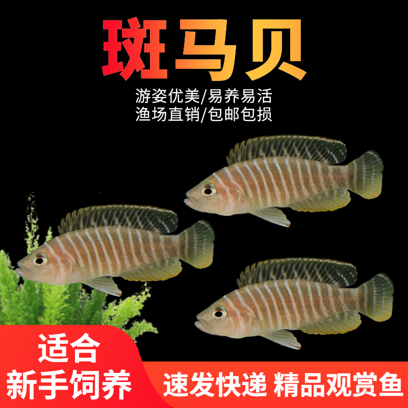 三湖慈鲷斑马贝小型观赏鱼