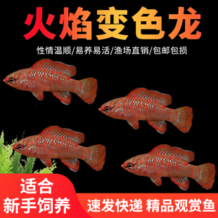火焰变色龙鱼热带鱼观赏鱼草缸火焰鱼混养新手活体小型鱼淡水鱼