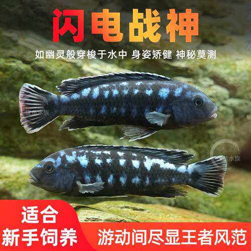 三湖慈鲷鱼马鲷苗观赏鱼斑马淡水