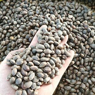 云南玉溪新鲜带壳松子原味坚果零食 大颗粒常温 不开口常温贮藏