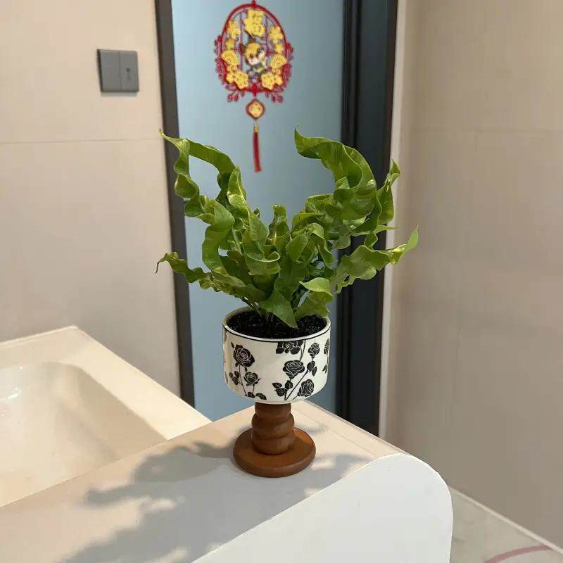 喜阴火焰鸟巢蕨类植物盆栽办公室内好养植物净化空气去甲醛绿植