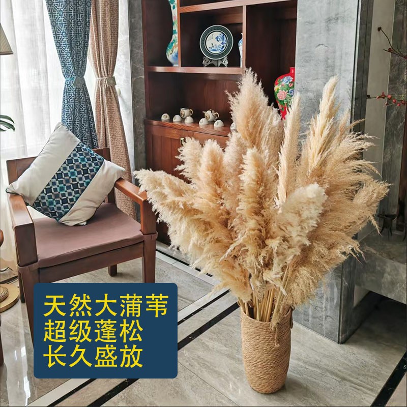 天然蒲苇干花束插花橱窗装饰婚庆花艺造景芦苇草花落地摆件