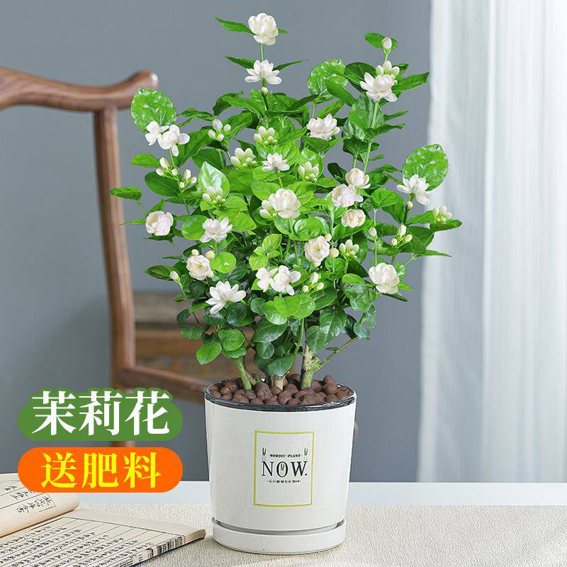 茉莉花盆栽重瓣开花室内阳台庭院驱蚊防蚊浓香观花卉绿植四季好养