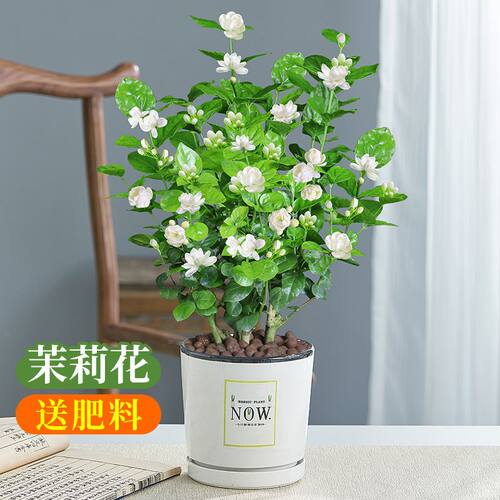 茉莉花盆栽重瓣开花室内阳台庭院驱蚊防蚊浓香观花卉绿植四季好养