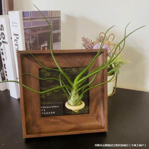 ins装饰画桌面植物摆件客厅卧室绿植软装小众相框办公室空气凤梨