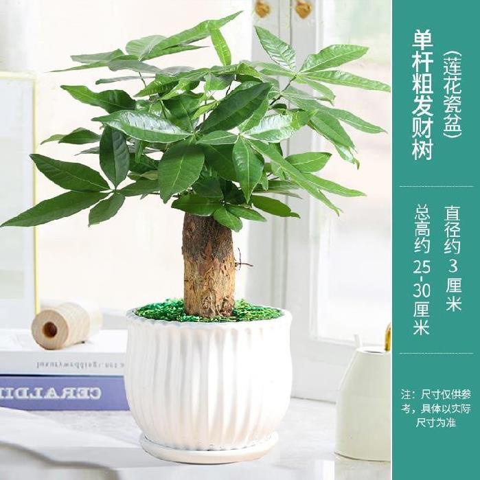 耐寒聚宝盆店b面金钱树大型栽培发财树盆栽植物室内小