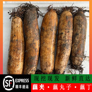 后把藕尾农家莲藕藕后段装做藕粉藕夹藕圆子的藕湖北洪湖莲藕5斤