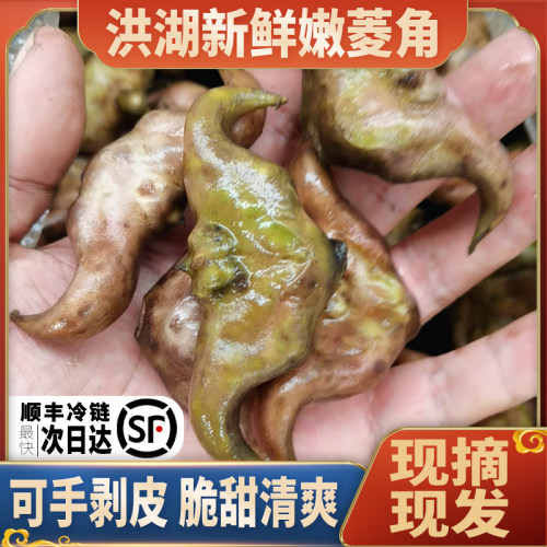 洪湖菱角脆嫩爽口甘甜顺丰包邮