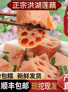 正宗湖北洪湖莲藕特产粉藕煲汤清水红藕片九孔糯米藕新鲜现挖