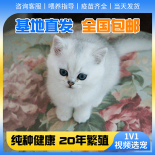 纯种银渐层猫幼猫活体英短金渐层猫咪活体幼崽猫矮脚猫银点猫宠物