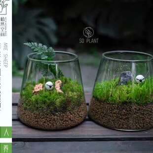 植然空间 微景观生态瓶苔藓摆件植物创意小盆景桌面办公桌绿植