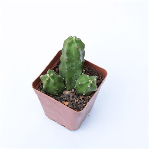 桃太郎仙人球多肉植物馆开花仙人掌北欧创意小盆栽室内防辐射桌面