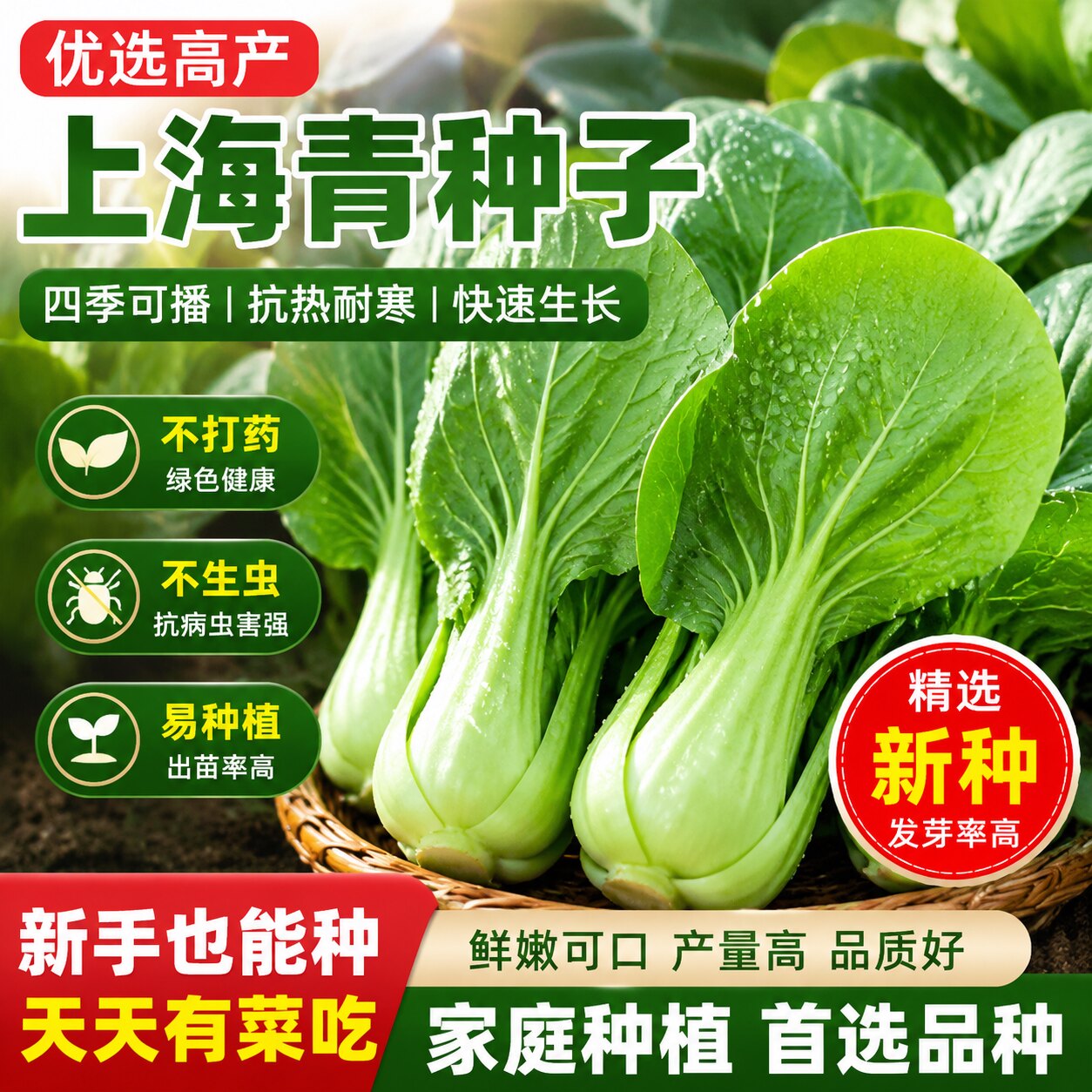 上海青小青菜四季油菜种子籽种蔬菜种籽孑冬天大全矮脚黑叶苏州青图片