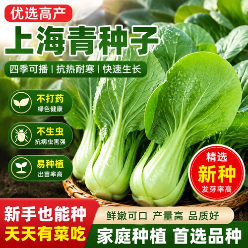 上海青小青菜四季油菜种子籽种蔬菜种籽孑冬天大全矮脚黑叶苏州青