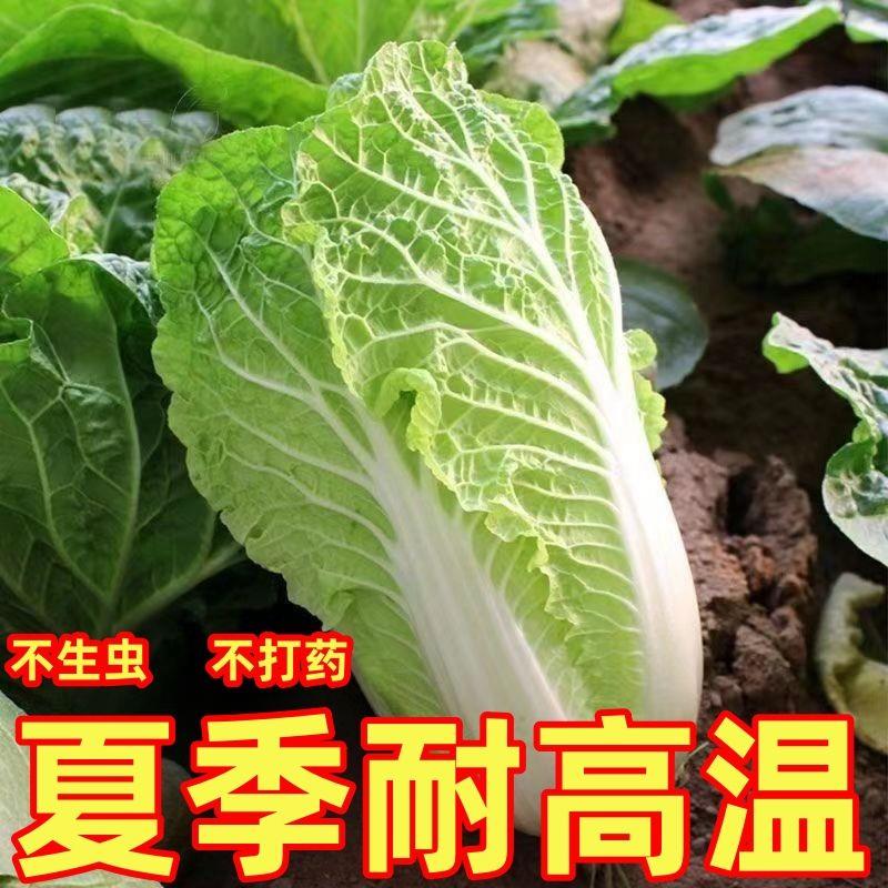 【耐热40度】夏播抗热白