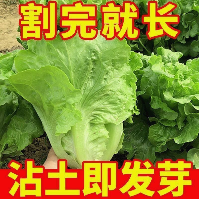 【新种上市】意大利生菜种子四季播奶油玻璃生菜籽阳台庭院蔬菜孑