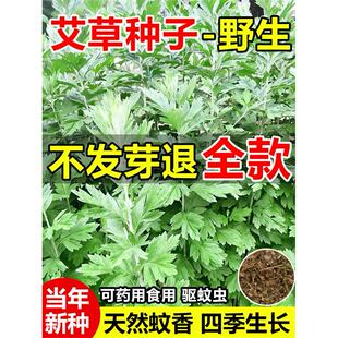 艾草种子药用野生大叶驱蚊虫种籽生长快速可药用食用阳台庭院种植