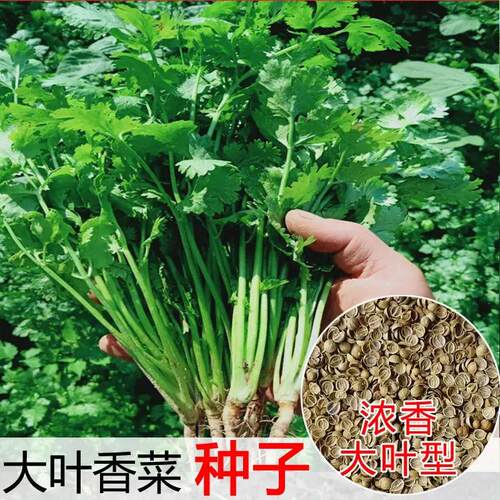 四季速生香菜种子芫荽籽