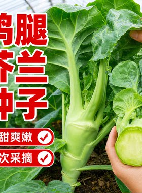鸡腿芥蓝种子芥兰菜种子春季种菜园种耐热耐寒农家四季播蔬菜种子