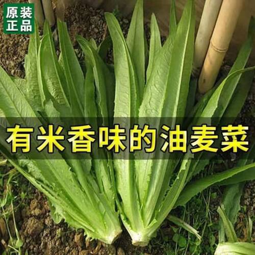 原厂油麦菜种子米香四季播种