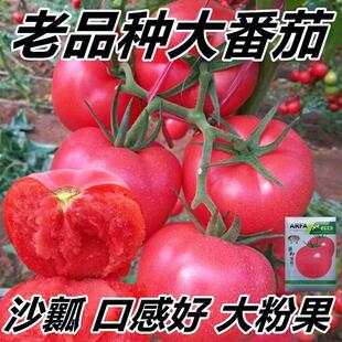 沙瓤大粉大番茄种籽大果粉西红柿籽毛粉柿子西红柿苗农家大粉番茄