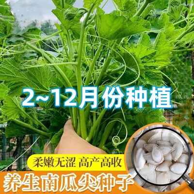 特色南瓜尖种子专吃茎嫩叶南瓜藤