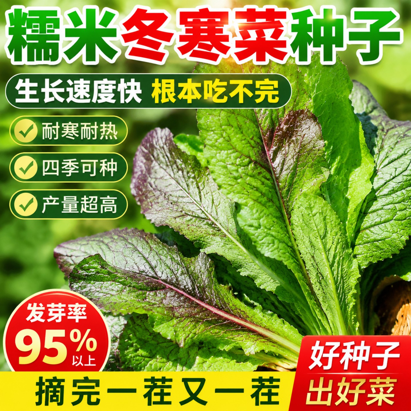秋冬糯米冬寒菜种子四季种