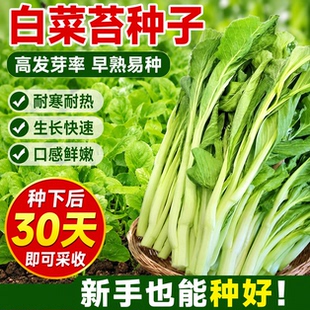 奶油白菜苔种子四季阳台盆栽蔬菜耐热耐寒菜薹懒人易种菜心青菜籽