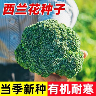 西兰花绿色花菜花椰菜耐寒耐热四季播种阳台盆栽秋冬种植有机蔬菜
