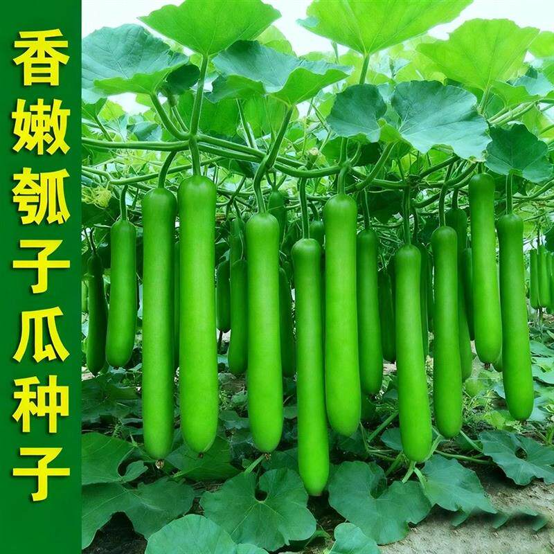 特嫩厚肉瓠瓜种子春夏秋四季蔬菜种子春季食用甜瓠子瓜种子秋季菜