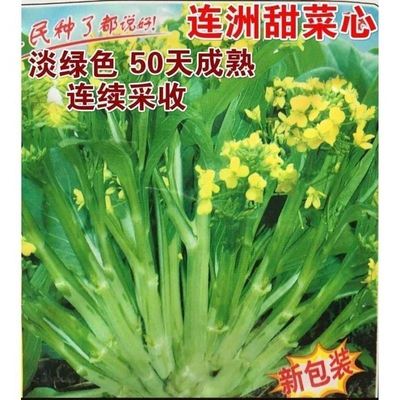 多子多福甜菜心多枝多芽菜心广东菜芯菜苔籽清甜蔬菜四季秋冬