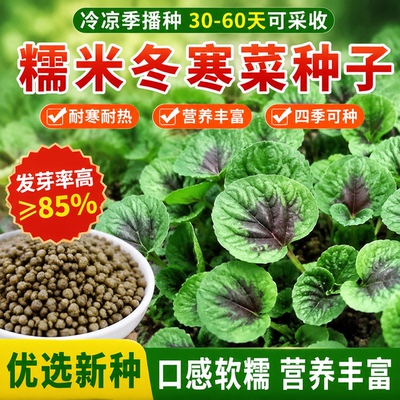 糯米冬寒菜种子四季耐高温冬苋菜马蹄菜种籽清香阳台盆栽蔬菜种籽