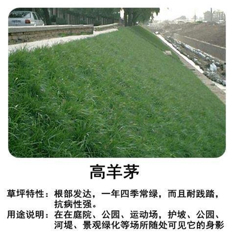 四季常青草坪草籽狗牙根马尼拉护坡种子高羊茅庭院绿化百慕大种孑