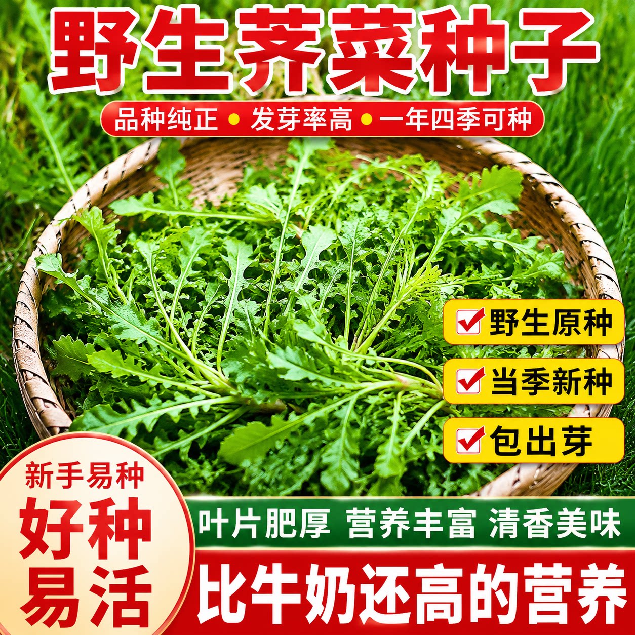 【今年新种】荠菜种子野生荠荠菜大叶季莱野荠菜阳台盆栽蔬菜种籽