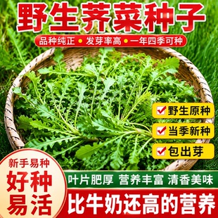 【今年新种】荠菜种子野生荠荠菜大叶季莱野荠菜阳台盆栽蔬菜种籽