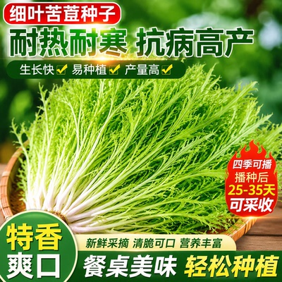 细叶苦苣菜种子花叶黄心苦苣菜种籽耐寒耐热苦菊菜苦麦菜鹅菜种子