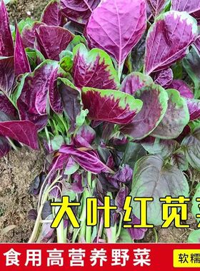 红苋菜种子四季播阳台盆栽庭院蔬菜种子青苋菜花叶苋菜孑红苋菜籽