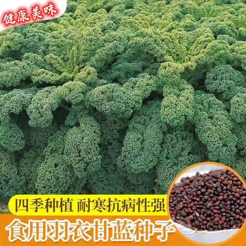食用盆栽苗四季冬天羽衣甘蓝种子