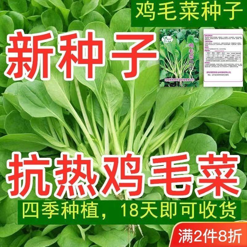 鸡毛菜种子18天易种青菜菜种籽大全蔬菜种子阳台盆栽小白菜籽四季