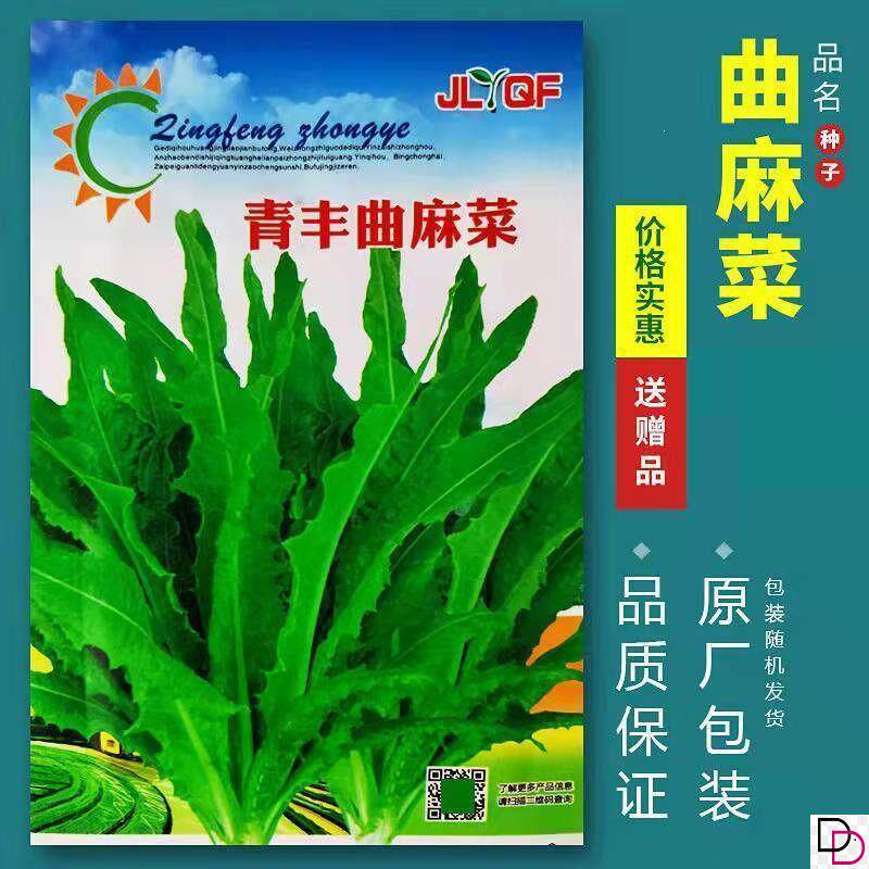 曲麻菜种子 野菜种子 苦菜 盆栽 蔬菜种子 阳台种菜四季播苦生菜