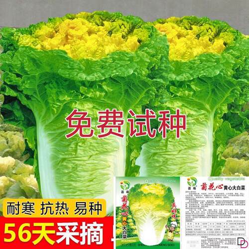 北京小杂56菊花心黄心大白菜种子