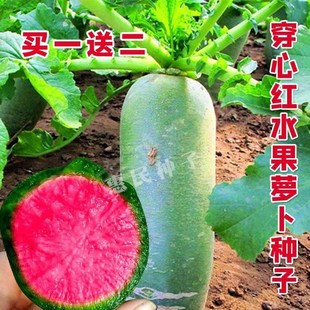 穿心红水果萝卜种子籽生吃脆甜青皮红瓤红心萝卜种子四季春夏秋播