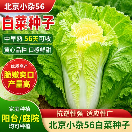 北京小杂56早熟包心大白菜种子
