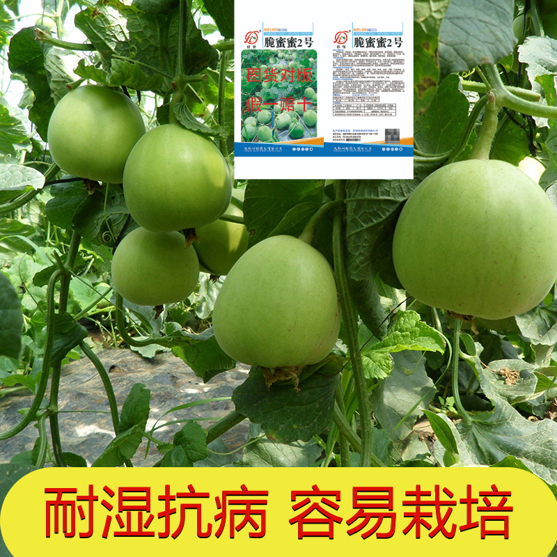 脆蜜蜜二號甜瓜種子早熟雜交優質