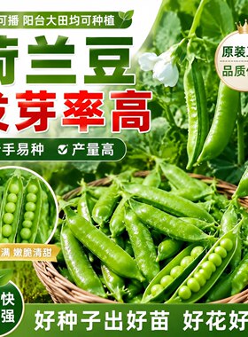 荷兰豆种籽四季种植早熟高产易活