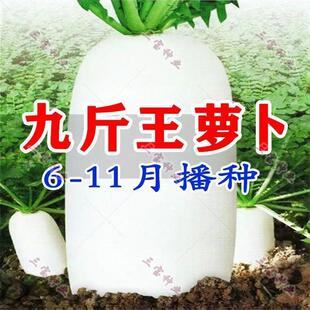 白萝卜种子九斤王种籽耐高温不空心春不老种子特大四季秋季播种
