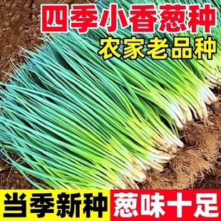 四季小香葱种子正宗老品种葱种籽分葱大葱小葱籽阳台盆栽蔬菜种孑